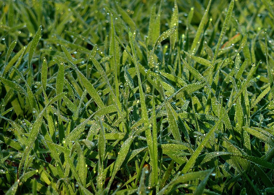 Dew, Dewdrop, Moist, Drip, morgentau, leaf, plant, close, grass HD wallpaper