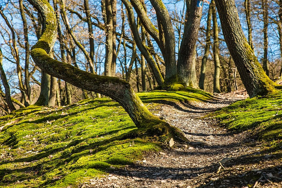 green trees in the forest during daytime, hiking, trail, away HD wallpaper