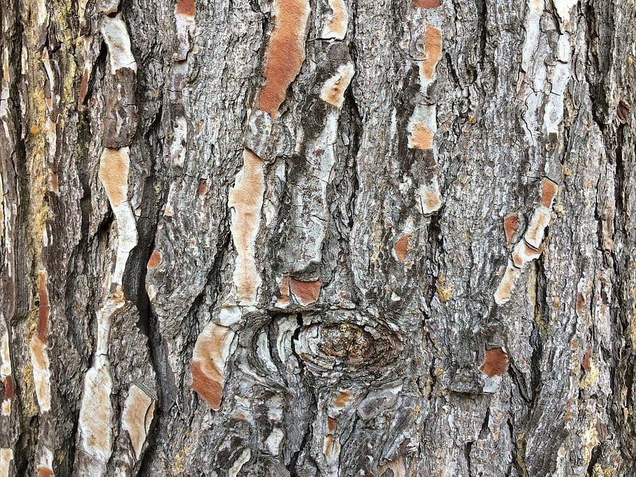 bark, tree, wood, tree bark, flake, dry, log, nature, grain, HD wallpaper