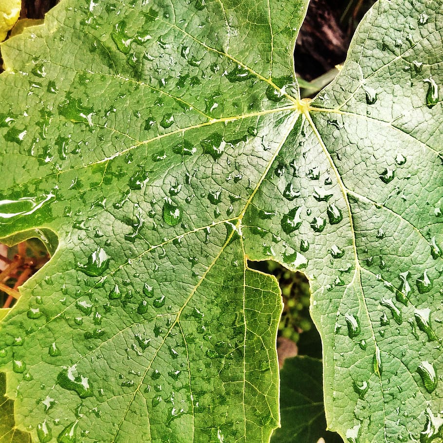 Leaf, Green, Plant, Dew, Drip, Water, dewdrop, macro, nature HD wallpaper