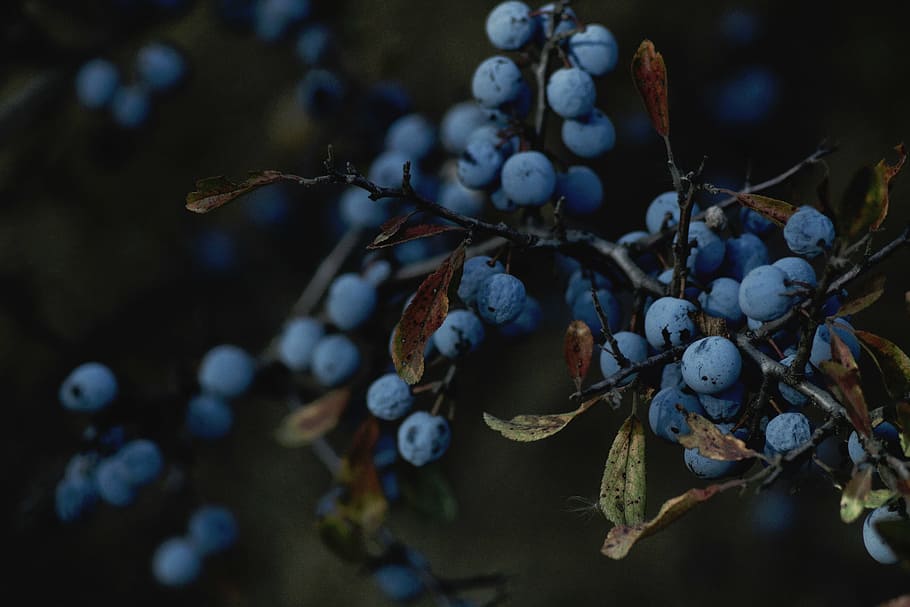 selective focus photography of blueberry fruit, nature, plants HD wallpaper