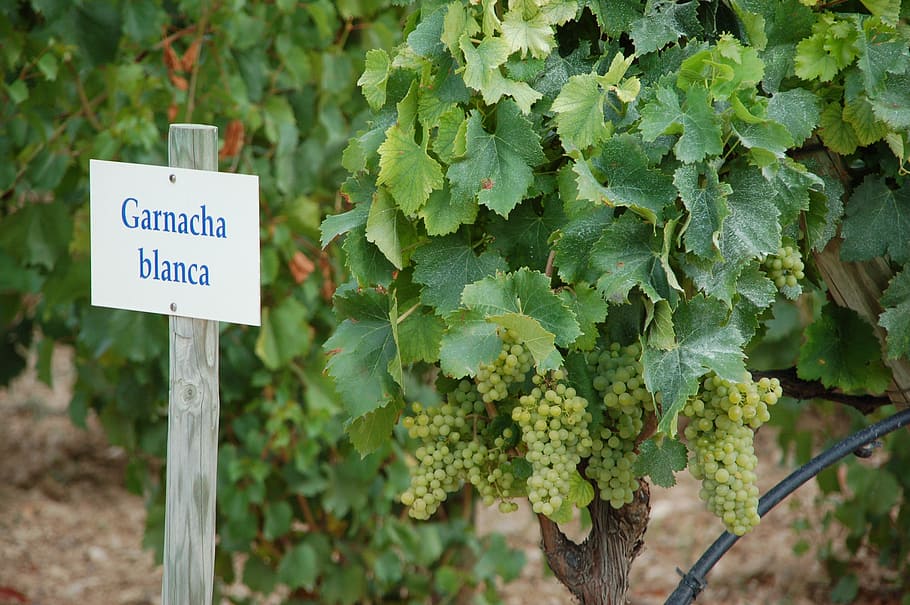 vine, wine, spain, green color, text, communication, leaf, plant HD wallpaper