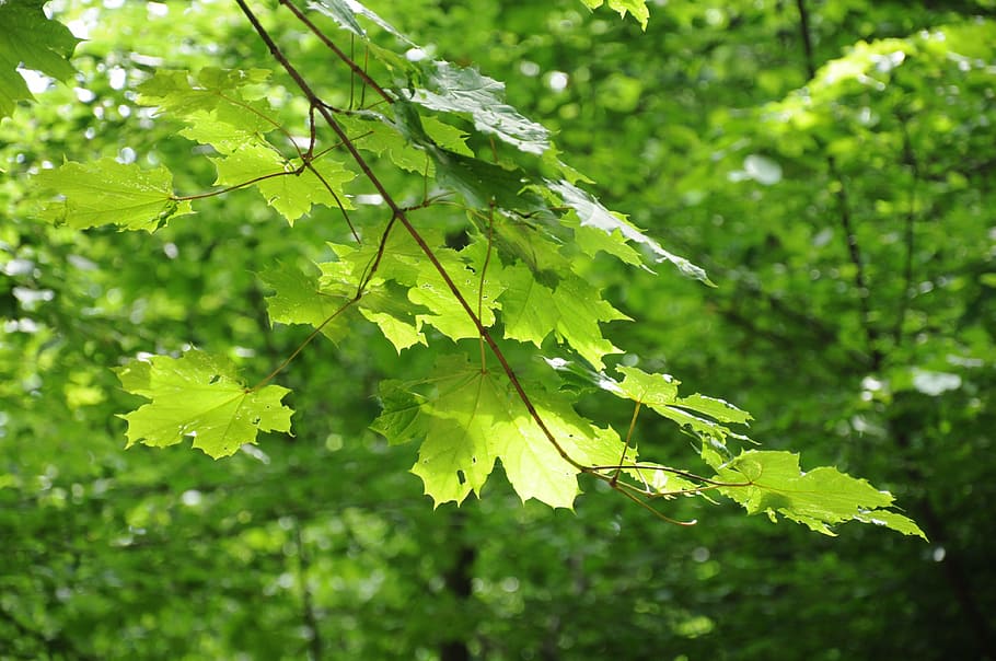 forest, tree, nature, plant, leaf, plant part, growth, green color HD wallpaper
