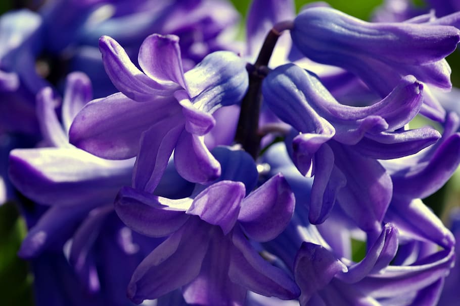 Hyacinth, Flower, Spring, Violet, Garden, plant, nature, blue HD wallpaper