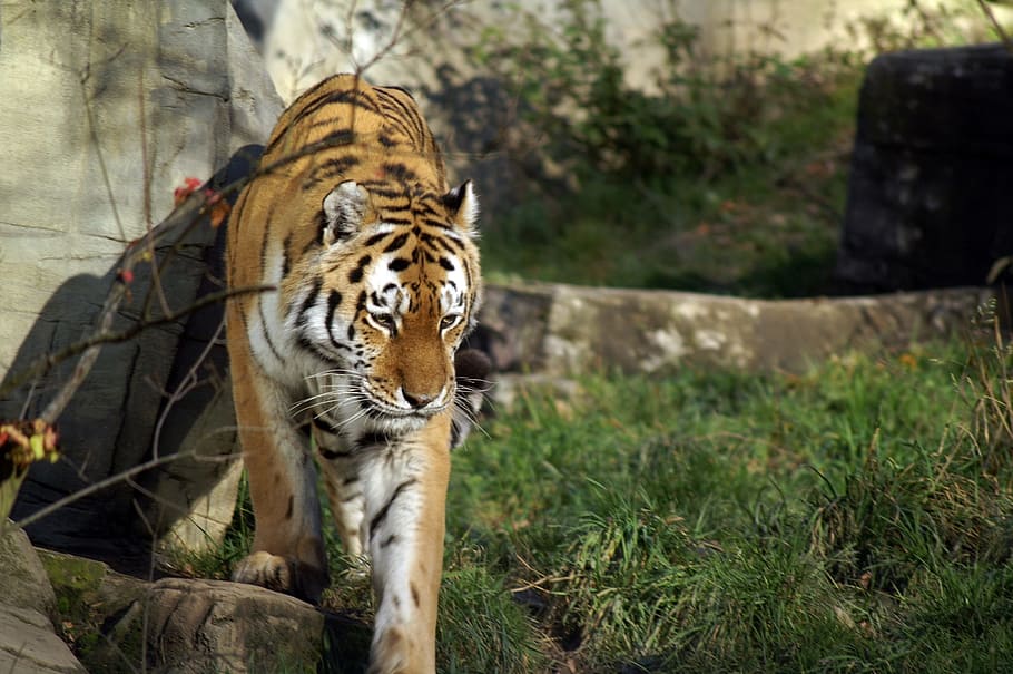 tiger, wild, cat, predator, animal, animal themes, one animal HD wallpaper