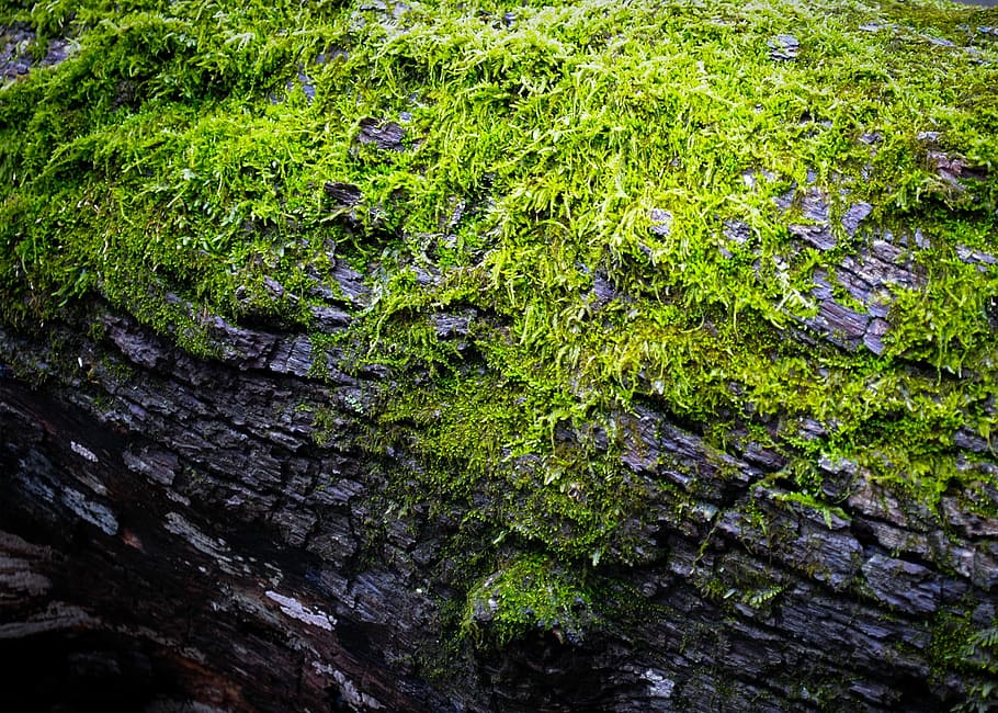 Moss, Log, Green, Spring, Nature, Wood, forest, tree, woodland HD wallpaper