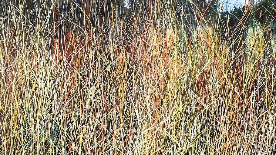 grass, colors, art, plant, growth, day, nature, no people, full frame HD wallpaper