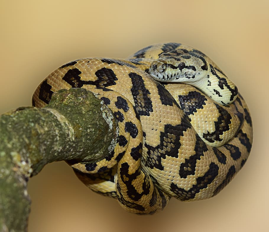 Carpet Python, Snake Wildlife, animal world, nature, scale HD wallpaper