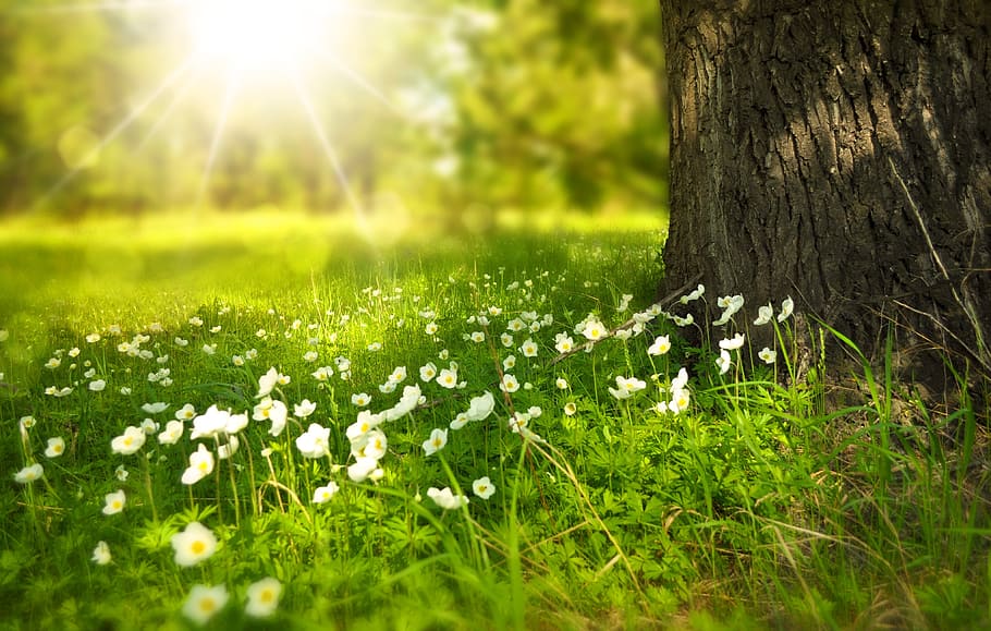 brown and white floral textile, white petaled flowers in grass beside tree under sunshine HD wallpaper