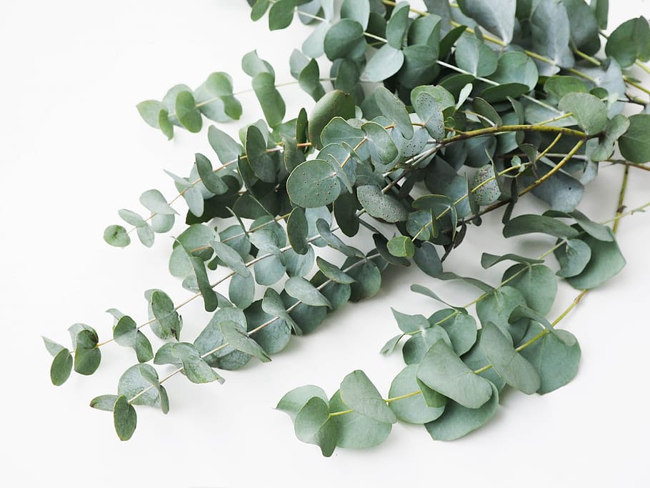 artificial, green, plant, plant part, green color, leaf, white background HD wallpaper