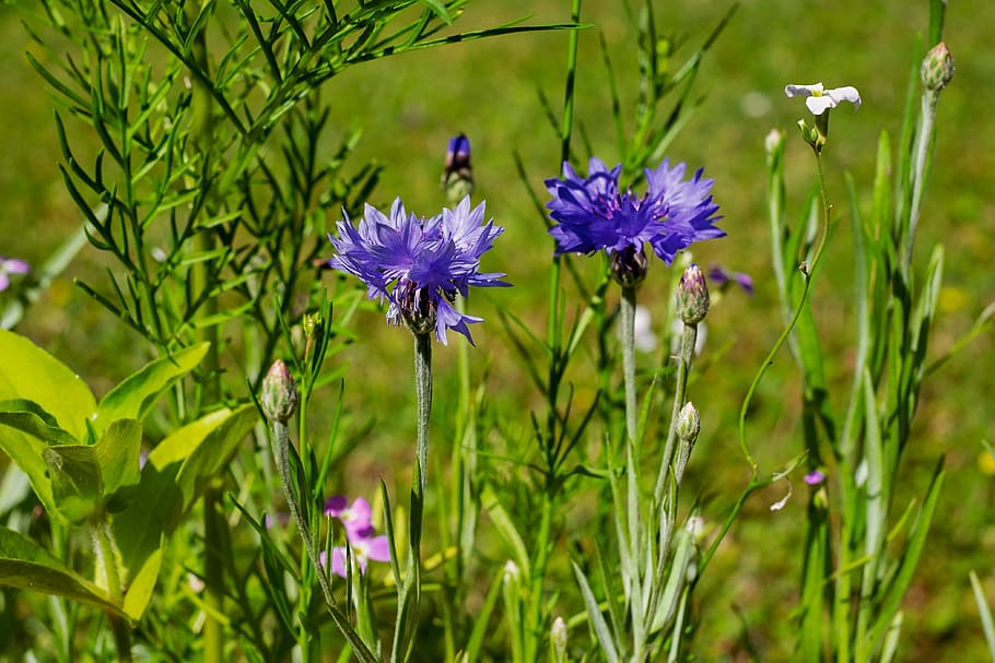 shallow focus photography of purple flowers, cornflower, pointed flower HD wallpaper