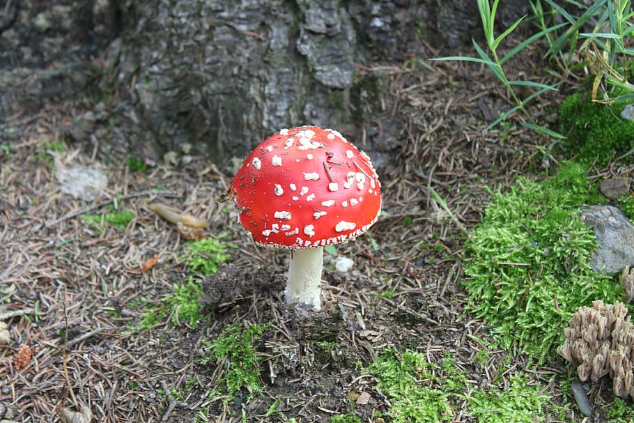 Fly Agaric, Mushroom, Moss, Forest, forest floor, autumn, nature HD wallpaper