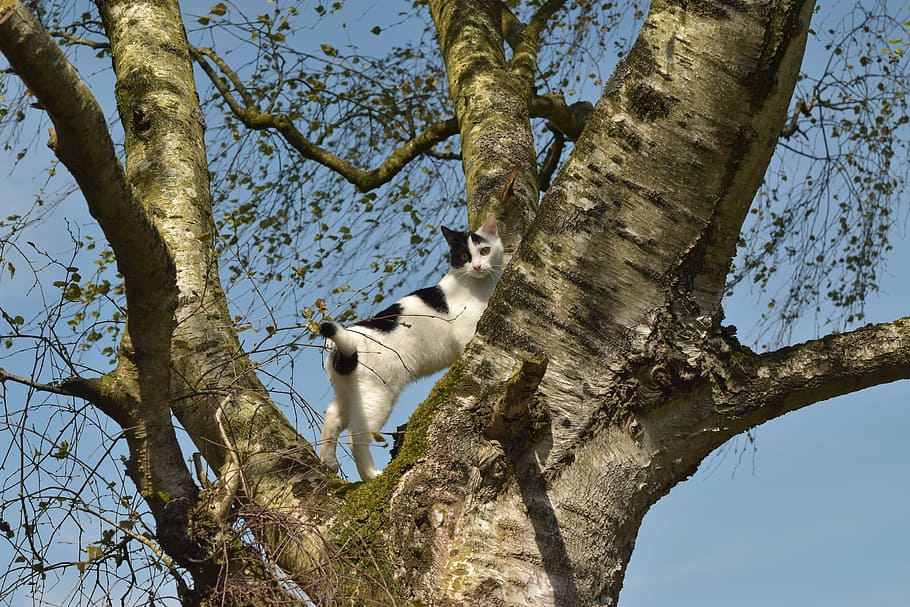 cat, climb, tree, cat in the tree, play, curious, lurking, nature, HD wallpaper