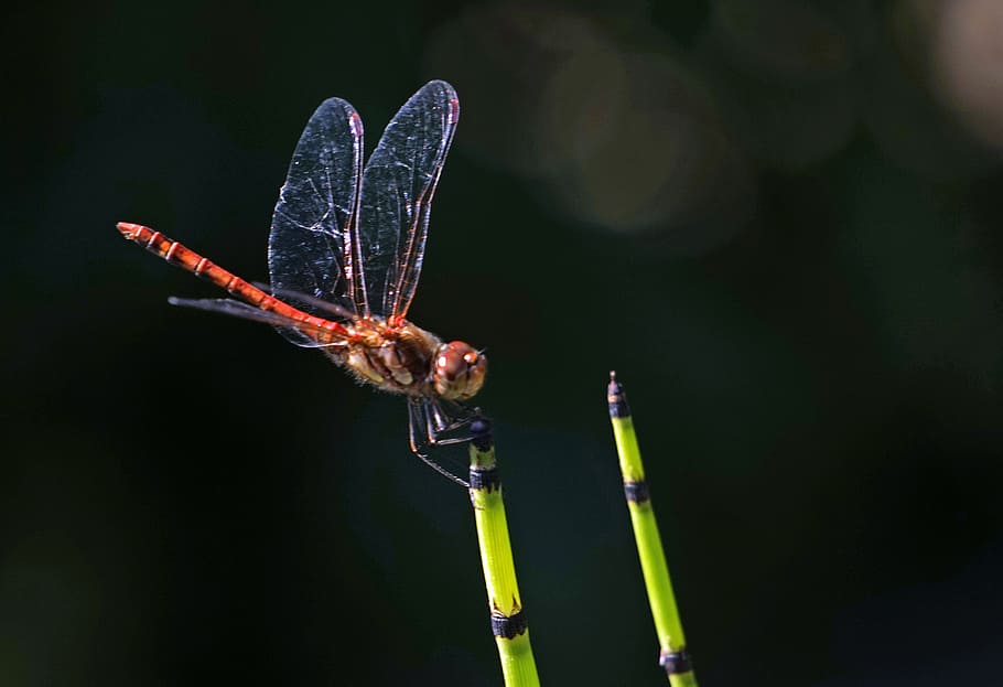 dragonfly, halm, insect, wing, transparent, flight insect, close HD wallpaper