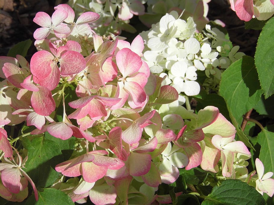hydrangea, flowers, white pink, flowering plant, freshness HD wallpaper