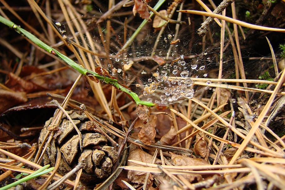 forest litter, drops, spider web, cone, nature, plant, close-up HD wallpaper