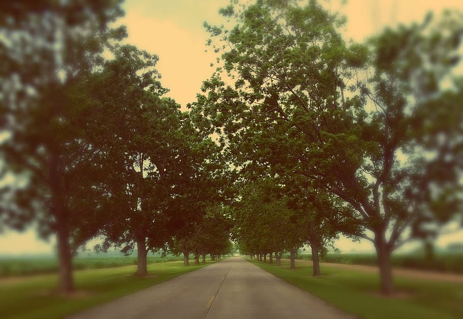 trees, road, path, nature, travel, way, green, rural, outdoor HD wallpaper