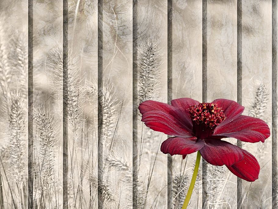 red zinnia flower in closeup photography, still life, texture, HD wallpaper