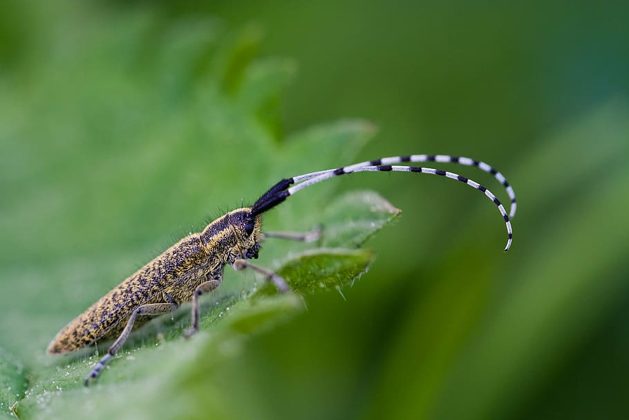 yellow and black longhorn beetle on green leaf, thistle bock