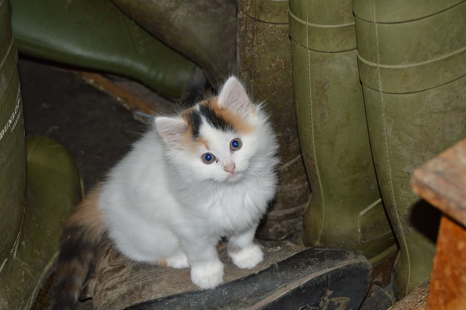 short-hair white kitten, cat, mieze, german longhaired pointer HD wallpaper