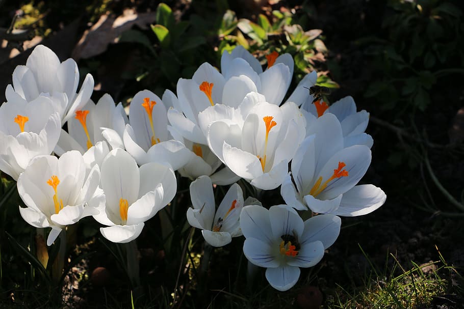 White, Spring, Flowers, Crocus, crocuses, white color, petal HD wallpaper