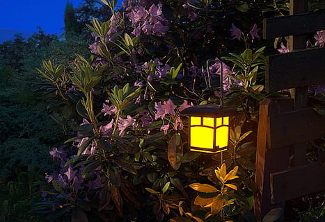 black and yellow steel lantern hanged near flowers, garden HD wallpaper