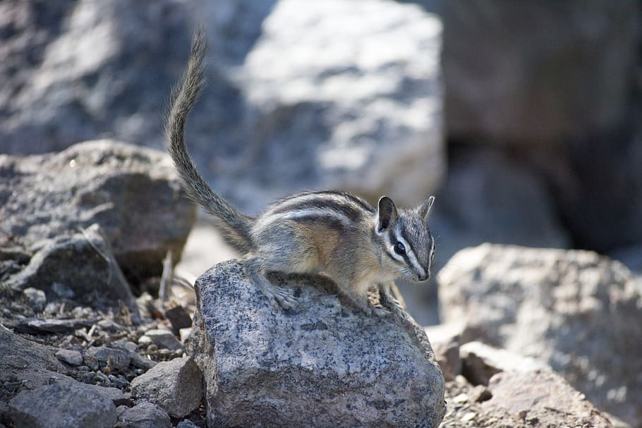 chipmunk, cute, environment, rodent, squirrel, forest, woodland HD wallpaper