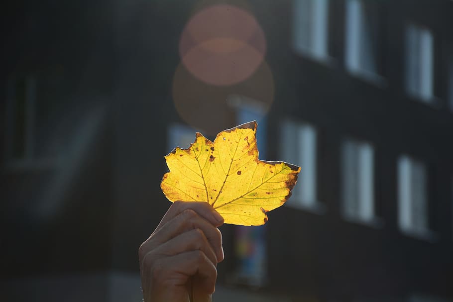 autumn, sheet, nature, holding, human hand, leaf, plant part HD wallpaper