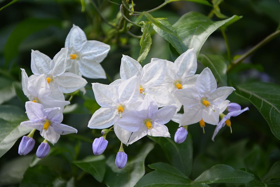 Flower, Potato, White, Garden, Nature, flower of potato, summer flowers, HD wallpaper