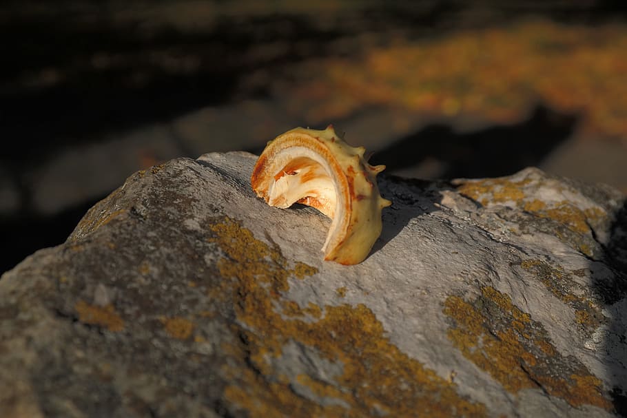 Sleeve, Shell, Chestnut, Prickly, green, stone, autumn, buckeye HD wallpaper