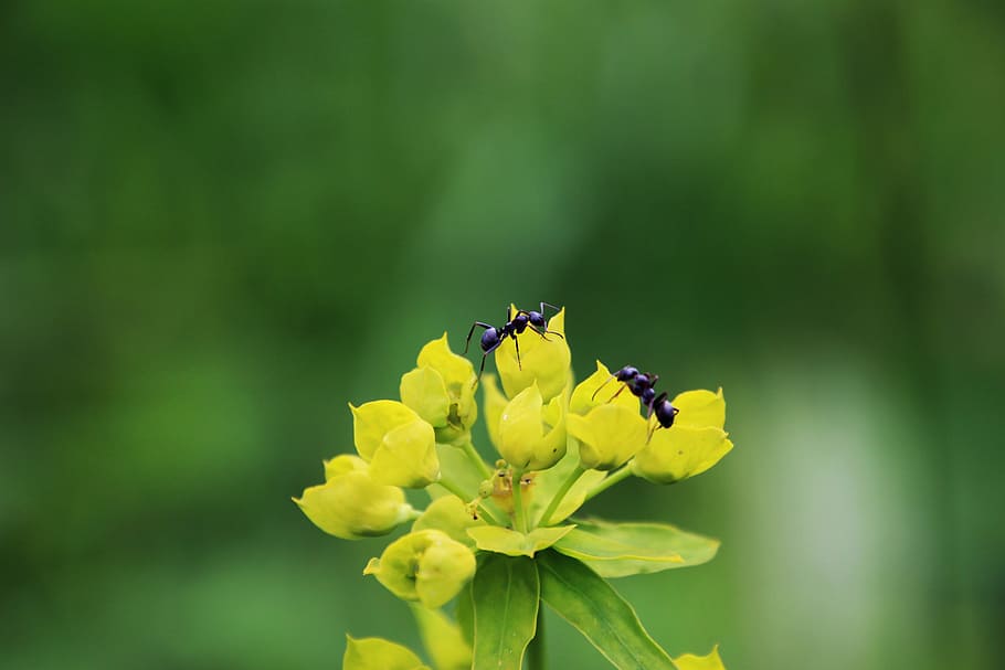 ants on flower, shallow focus photo of two ants on flower, insect HD wallpaper