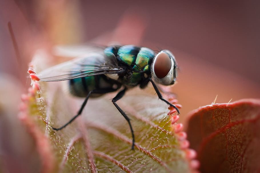 fly, nature, insects, macro, invertebrate, animal themes, animal wildlife HD wallpaper
