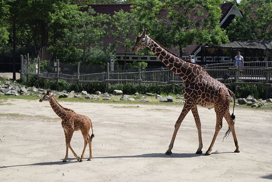 Giraffe, Cub, Zoo, giraffe cub, animal, wildlife, nature, mammal HD wallpaper