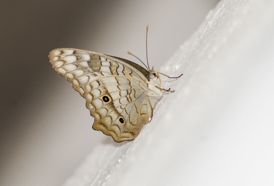 butterfly, bug, one animal, animal themes, animal wildlife HD wallpaper