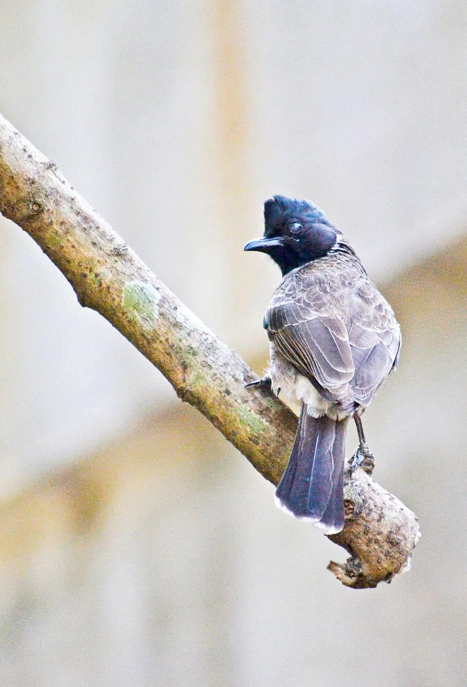 Wallpaper birds, nature, berries, branch, fruit, pair, bokeh, red - cheeked  bulbul for mobile and desktop, section животные, resolution 2000x1125 -  download