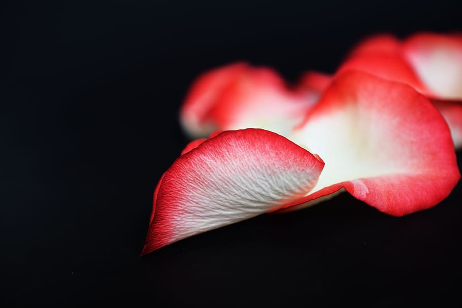 rose, petals, black, black background, freshness, close-up HD wallpaper