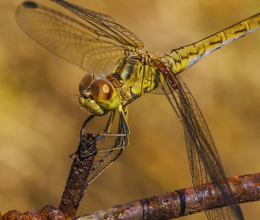dragonfly, eyes, sitting, invertebrate, insect, animal, animal themes HD wallpaper