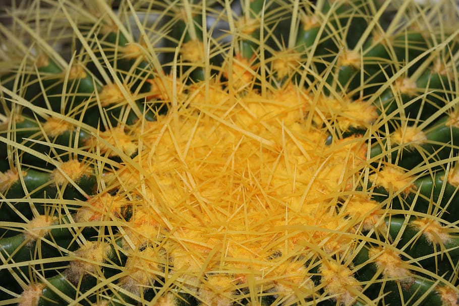 cactus, clear, plant, succulent plant, close-up, no people HD wallpaper
