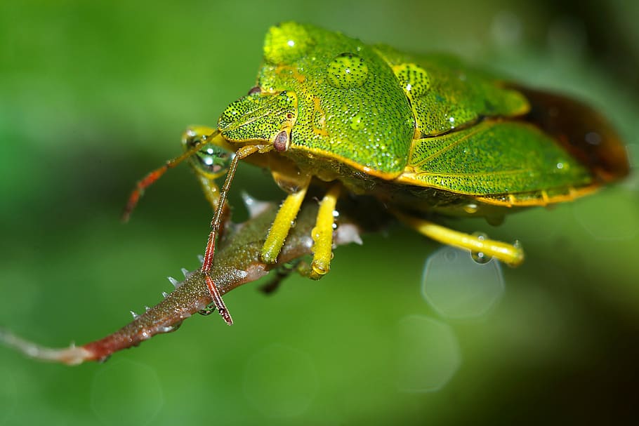insect, macro, animal themes, animal wildlife, animals in the wild HD wallpaper