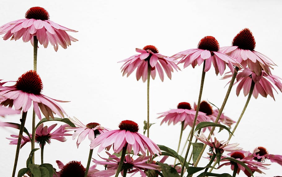 pink flowering plant macro photography, pink coneflowers closeup photography HD wallpaper