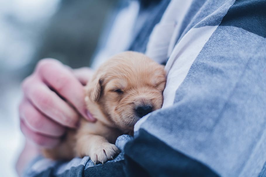 shallow focus photography of brown puppy during daytime, man carrying yellow Labrador retriever puppy