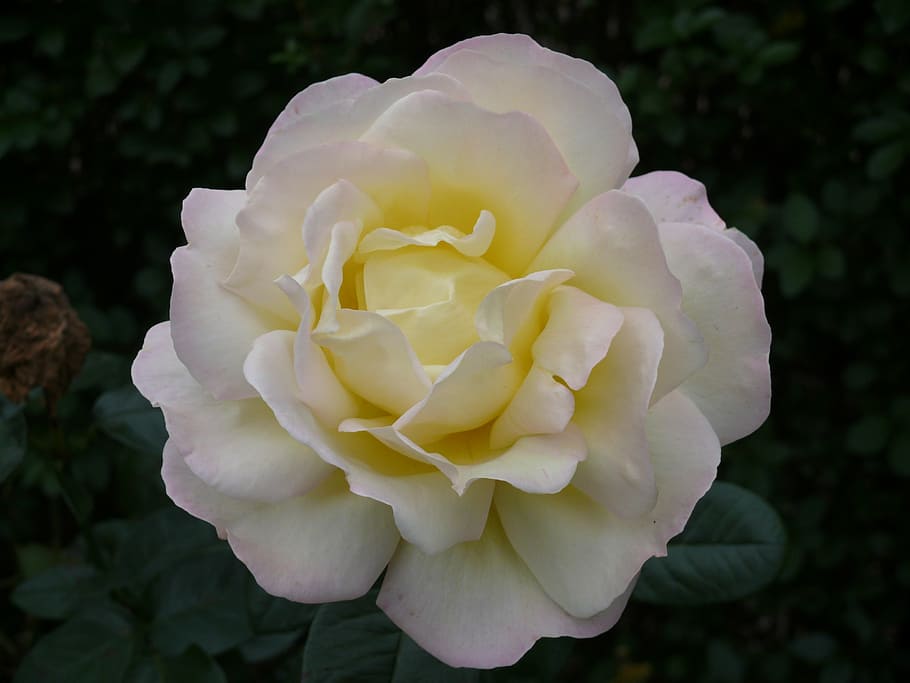 white and yellow rose flower in closeup photo, pink, garden HD wallpaper