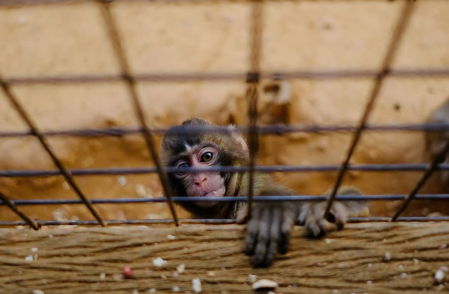 monkey climbing on cage, black monkey in cage, ape, zoo, fence HD wallpaper