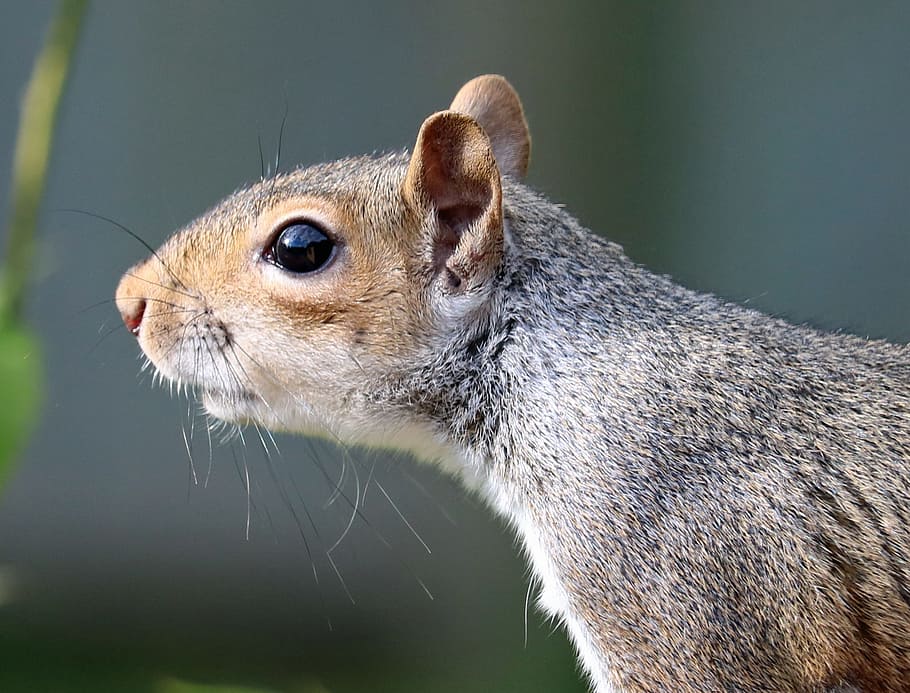 squirrel, grey, brown, fur, cute, mammal, rodent, common, eyes HD wallpaper