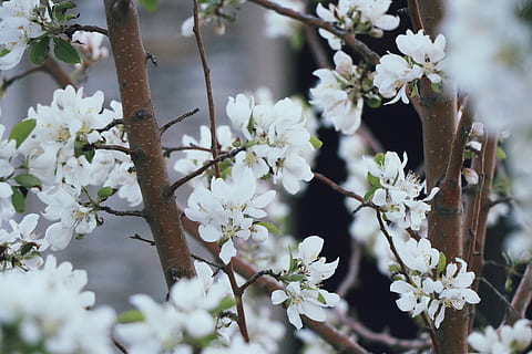 white flowers on brown tree, white flowers, cherry tree, branch HD wallpaper