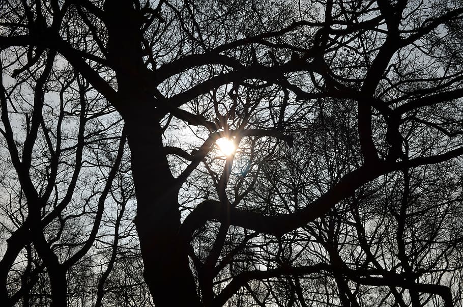 lens flare, sun, tree, silhouette, sky, bare tree, branch, plant HD wallpaper