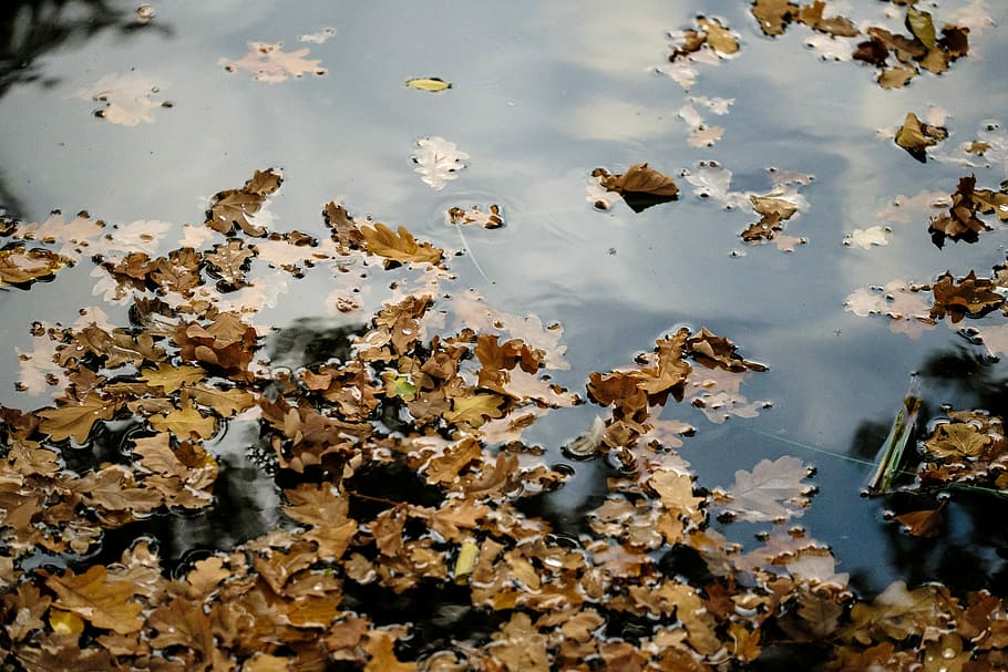 brown dry leaves on body of water, brown leaves floating above water HD wallpaper