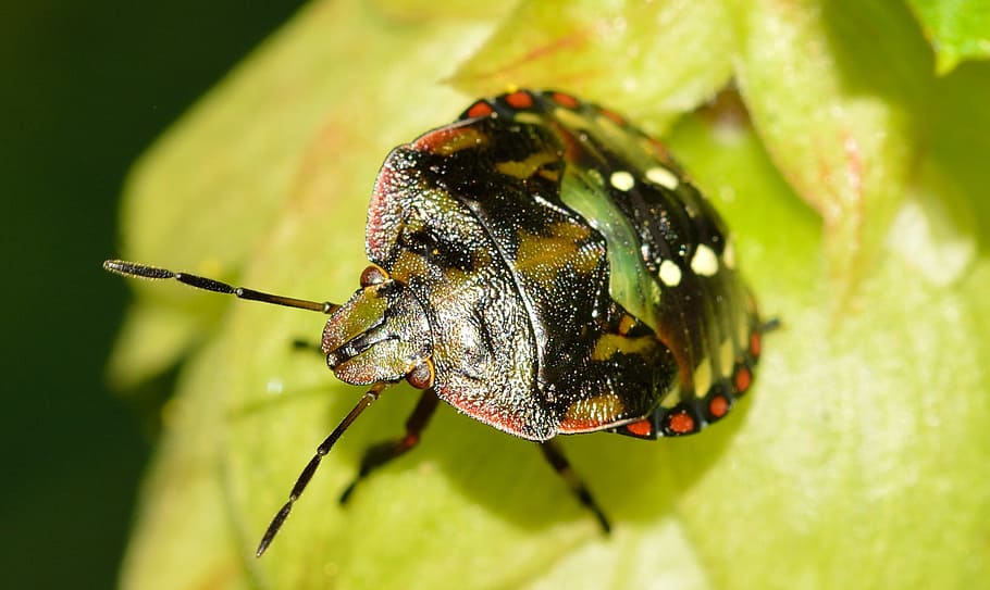 hemiptera, bug, nezara, viridula, young, animal themes, insect HD wallpaper