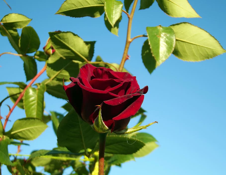 rose, red rose, macro, close, beautiful, garden, turkey, nature HD wallpaper