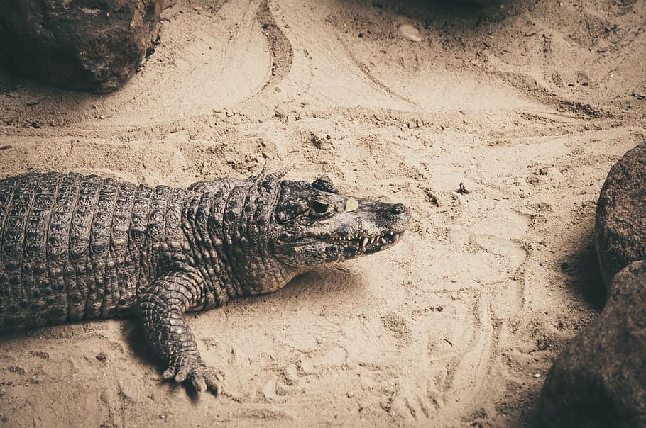 crocodile, look, sand, stone, watch, curious, animal wildlife HD wallpaper